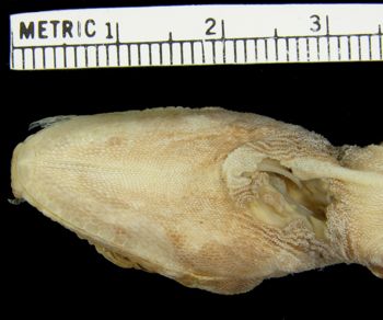 Media type: image; Herpetology R-154128